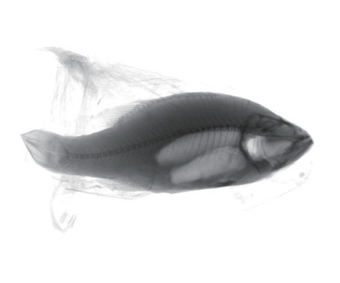 Accurate X-ray Inspection System for Detecting Foreign Matters in Frozen Sea Bass Food