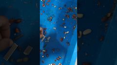 Unicomp Technology - Food X-Ray-Peanut Testing